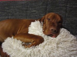 22548736_1656829431003172_526199481734626832_o