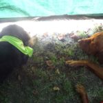 40651746_2032195613466550_5244694400344260608_o