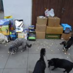 50110086_2210486235637486_554791796186546176_o